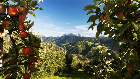 Des pommes italiennes seront bientôt présentes au Vietnam ảnh 2