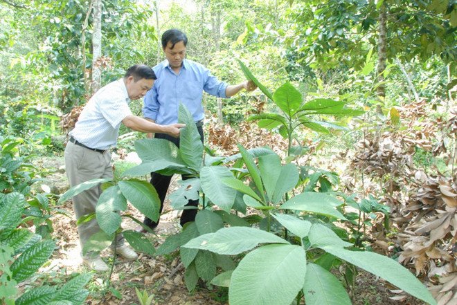 Comment les Dao de Hoành Bô protègent-ils leurs plantes médicinales? ảnh 1 Comment les Dao de Hoành Bô protègent-ils leurs plantes médicinales? ảnh 1