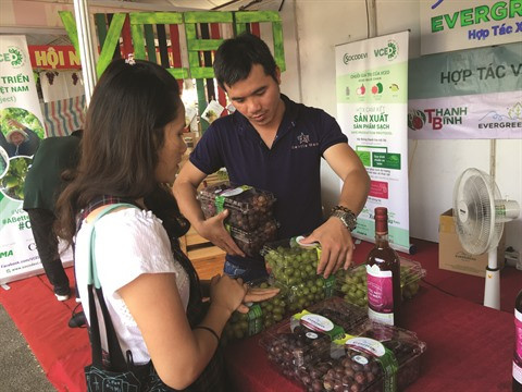 Les vignerons de Ninh Thuân misent sur la qualité ảnh 2 Les vignerons de Ninh Thuân misent sur la qualité ảnh 2