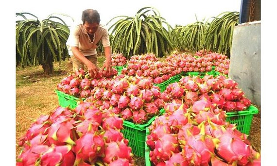 La Nouvelle-Zélande soutient le Vietnam dans les exportations de pitaya ảnh 1 La Nouvelle-Zélande soutient le Vietnam dans les exportations de pitaya ảnh 1