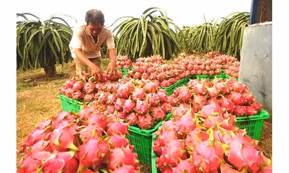 La Nouvelle-Zélande soutient le Vietnam dans les exportations de pitaya ảnh 1