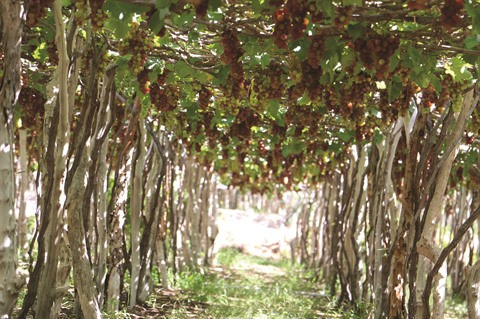 Les vignerons de Ninh Thuân misent sur la qualité ảnh 1 Les vignerons de Ninh Thuân misent sur la qualité ảnh 1
