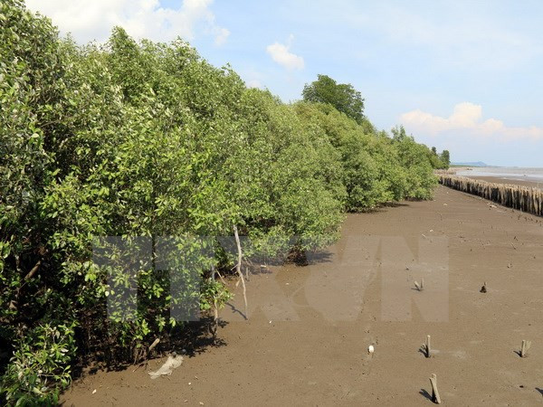 Aide japonaise pour la plantation de mangroves ảnh 1 Aide japonaise pour la plantation de mangroves ảnh 1