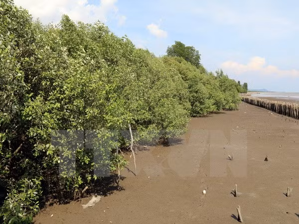 Aide japonaise pour la plantation de mangroves ảnh 1