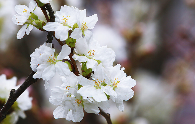 Fête des cerisiers en fleurs à Hanoï, symbole de l'amitié Vietnam-Japon ảnh 3 Fête des cerisiers en fleurs à Hanoï, symbole de l'amitié Vietnam-Japon ảnh 3
