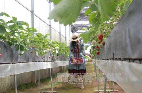 Le Vietnam attire les capitaux japonais dans l'agriculture ảnh 1 Le Vietnam attire les capitaux japonais dans l'agriculture ảnh 1