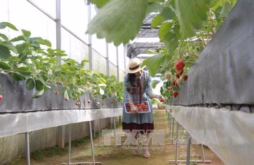 Le Vietnam attire les capitaux japonais dans l'agriculture ảnh 1