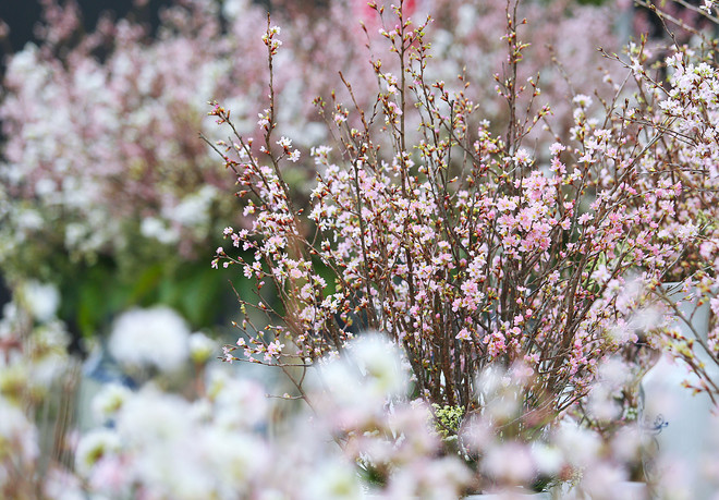 Fête des cerisiers en fleurs à Hanoï, symbole de l'amitié Vietnam-Japon ảnh 2 Fête des cerisiers en fleurs à Hanoï, symbole de l'amitié Vietnam-Japon ảnh 2