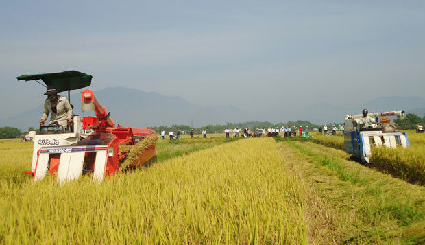 La nouvelle ruralité s’apparenterait à un tour de magie à Hoa Vang ảnh 2  La nouvelle ruralité s’apparenterait à un tour de magie à Hoa Vang ảnh 2