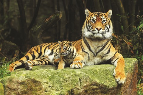 Le Seigneur Trente ảnh 1 Le Seigneur Trente ảnh 1