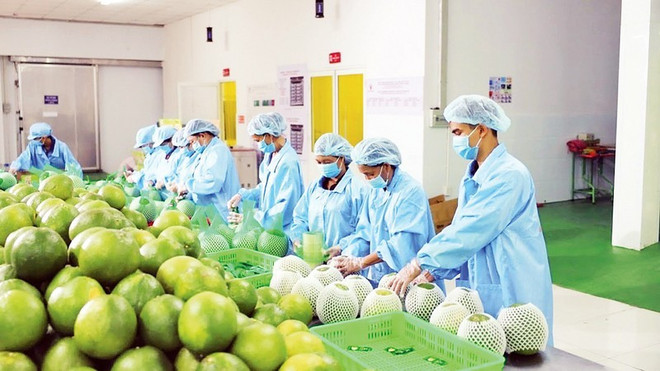Promotion de l'exportation des produits agricoles du Vietnam vers l'Europe ảnh 1 Promotion de l'exportation des produits agricoles du Vietnam vers l'Europe ảnh 1