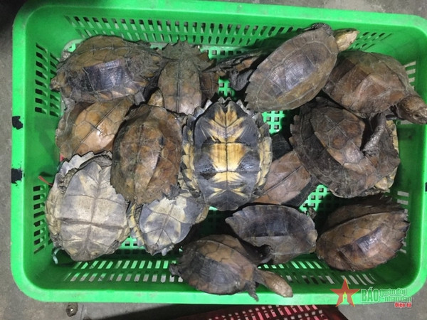 Deux emprisonnées pour trafic de tortues rares et menacées ảnh 1 Deux emprisonnées pour trafic de tortues rares et menacées ảnh 1