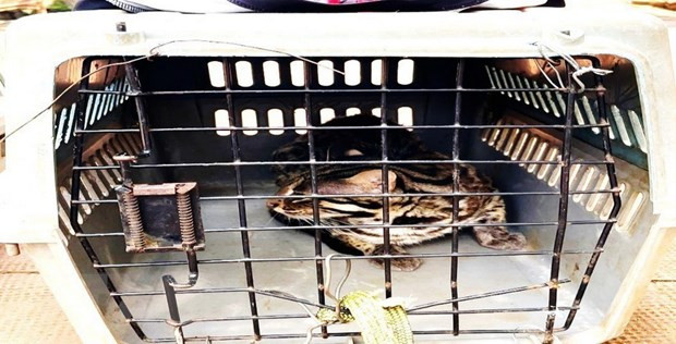 Binh Phuoc : deux animaux sauvages relâchés dans la nature ảnh 1 Binh Phuoc : deux animaux sauvages relâchés dans la nature ảnh 1