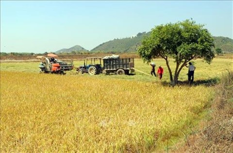 Les petits étangs contre la sécheresse à Lâm Dông ảnh 1 Les petits étangs contre la sécheresse à Lâm Dông ảnh 1