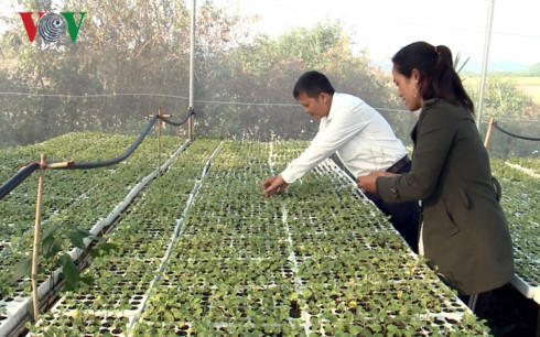 L’agriculture intelligente donne du tonus aux cultivateurs à Gia Lai ảnh 1 L’agriculture intelligente donne du tonus aux cultivateurs à Gia Lai ảnh 1