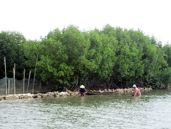 Binh Dinh investira plus d'un million de dollar dans la préservation de la biodiversité ảnh 1