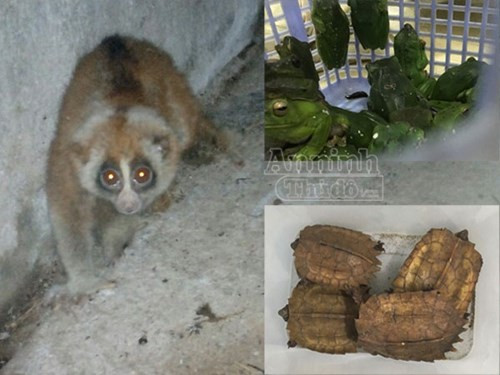 Sauvegarde de 40 animaux sauvages rares ảnh 1 Sauvegarde de 40 animaux sauvages rares ảnh 1