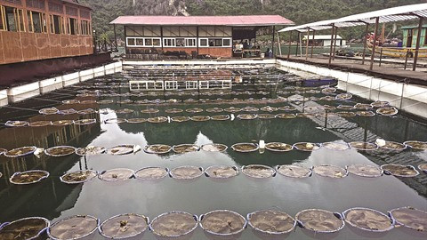 Perliculture en baie de Ha Long : plus qu’un travail, un art ! ảnh 1 Perliculture en baie de Ha Long : plus qu’un travail, un art ! ảnh 1