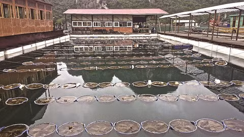 Perliculture en baie de Ha Long : plus qu’un travail, un art ! ảnh 1