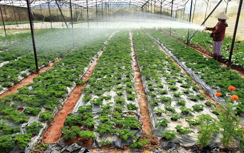 L’agriculture high-tech, clé de la restructuration économique ảnh 2 L’agriculture high-tech, clé de la restructuration économique ảnh 2