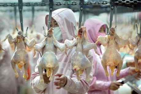 Espoir pour les exportations de produits de volaille au Japon ảnh 1