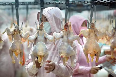 Espoir pour les exportations de produits de volaille au Japon ảnh 1