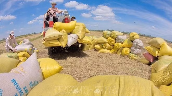 L’agriculture poursuit son objectif de 50 milliards de dollars d’exportations ảnh 1 L’agriculture poursuit son objectif de 50 milliards de dollars d’exportations ảnh 1