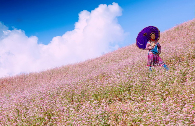 Ha Giang : bientôt la 3e édition de la Fête des fleurs de sarrasin ảnh 1 Ha Giang : bientôt la 3e édition de la Fête des fleurs de sarrasin ảnh 1