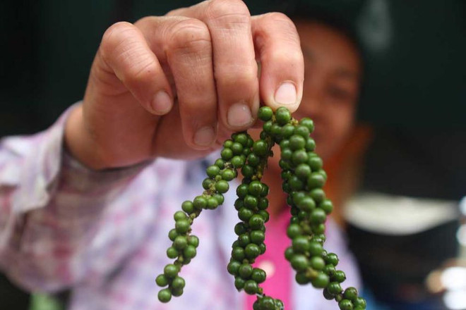 Cambodge : Hausse du prix du poivre grâce à la demande du Vietnam ảnh 1 Cambodge : Hausse du prix du poivre grâce à la demande du Vietnam ảnh 1