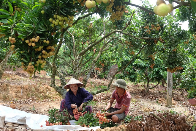 Le litchi « thieu » de Luc Ngan (Bac Giang) à la conquête de marchés exigeants ảnh 2 Le litchi « thieu » de Luc Ngan (Bac Giang) à la conquête de marchés exigeants ảnh 2