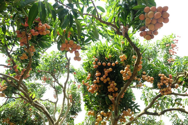 Le litchi « thieu » de Luc Ngan (Bac Giang) à la conquête de marchés exigeants ảnh 3 Le litchi « thieu » de Luc Ngan (Bac Giang) à la conquête de marchés exigeants ảnh 3