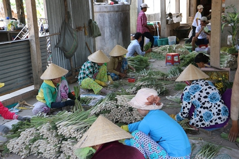 Des acquis dans la restructuration agricole ảnh 2 Des acquis dans la restructuration agricole ảnh 2