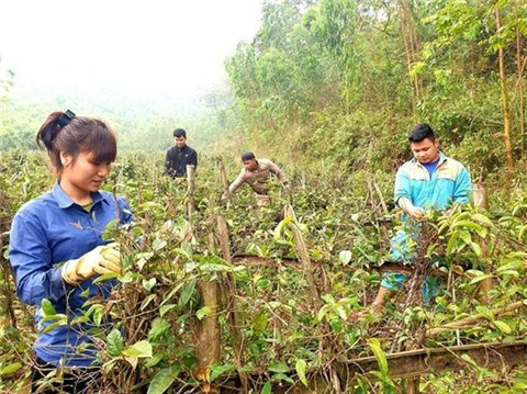 L'économie forestière, un atout de Vinh Phuc ảnh 2 L'économie forestière, un atout de Vinh Phuc ảnh 2