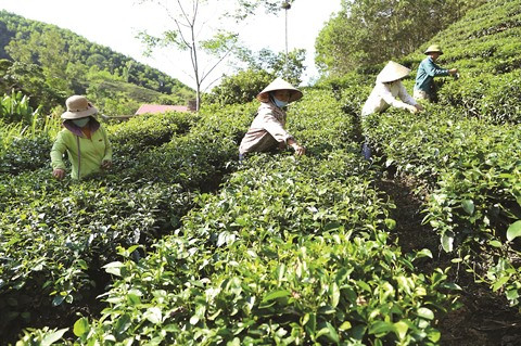 Les coopératives agricoles, plateformes de la croissance économique à Thanh Hoa ảnh 1 Les coopératives agricoles, plateformes de la croissance économique à Thanh Hoa ảnh 1