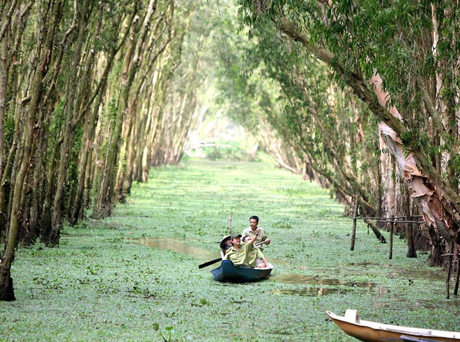 La forêt de Tra Su, écosystème à part entière du Delta du Mékong ảnh 1 La forêt de Tra Su, écosystème à part entière du Delta du Mékong ảnh 1