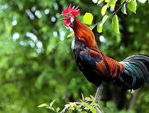 "Dominer le chant du coq" pour la chance et le bonheur ảnh 1