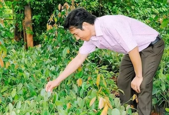 Bâu Mây, la marque vietnamienne de poivre la plus chère ảnh 2