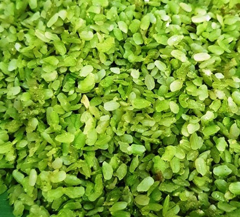 Bac Hà et son côm nêp nuong ảnh 2 Bac Hà et son côm nêp nuong ảnh 2