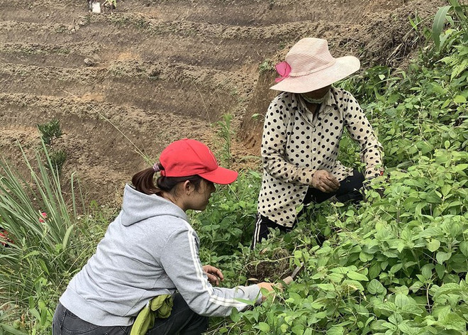 Hô Thi Kim Oanh et le thé au « ginseng du pauvre » de Ngoc Linh ảnh 2 Hô Thi Kim Oanh et le thé au « ginseng du pauvre » de Ngoc Linh ảnh 2