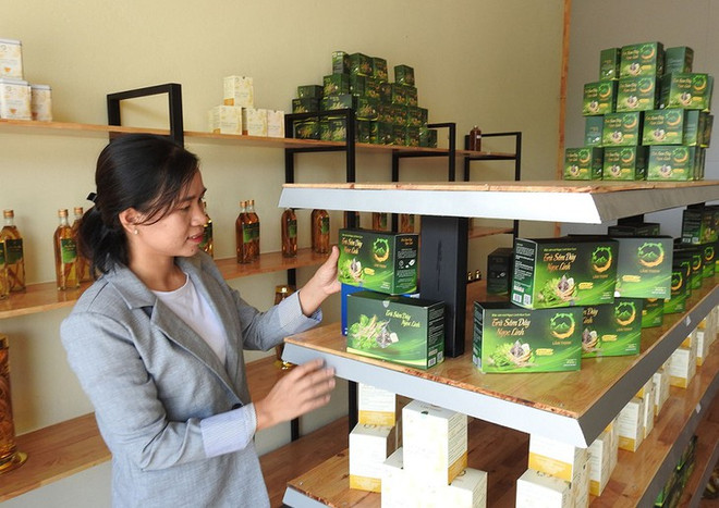 Hô Thi Kim Oanh et le thé au « ginseng du pauvre » de Ngoc Linh ảnh 1 Hô Thi Kim Oanh et le thé au « ginseng du pauvre » de Ngoc Linh ảnh 1