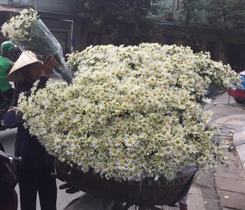 Hanoï sous le signe des marguerites Daisy ảnh 1 Hanoï sous le signe des marguerites Daisy ảnh 1