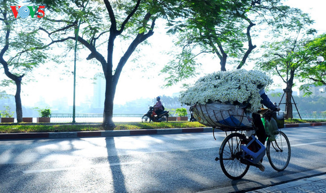 Le retour attendu de la saison des fleurs d’échinacée blanche à Hanoi ảnh 3 Le retour attendu de la saison des fleurs d’échinacée blanche à Hanoi ảnh 3