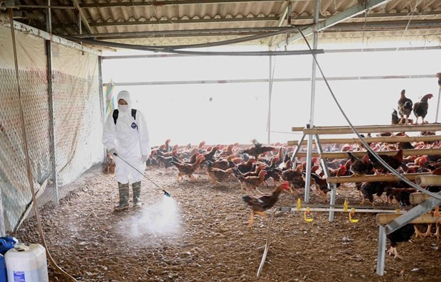Renforcement de la prévention et de la lutte contre l’épidémie de grippe aviaire ảnh 1 Renforcement de la prévention et de la lutte contre l’épidémie de grippe aviaire ảnh 1
