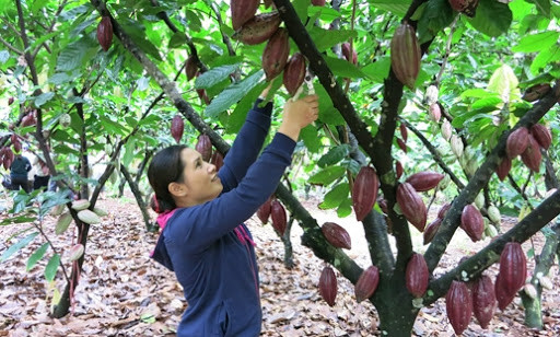 Ba Ria – Vung Tau: développer la culture bio du cacaoyer ảnh 1 Ba Ria – Vung Tau: développer la culture bio du cacaoyer ảnh 1