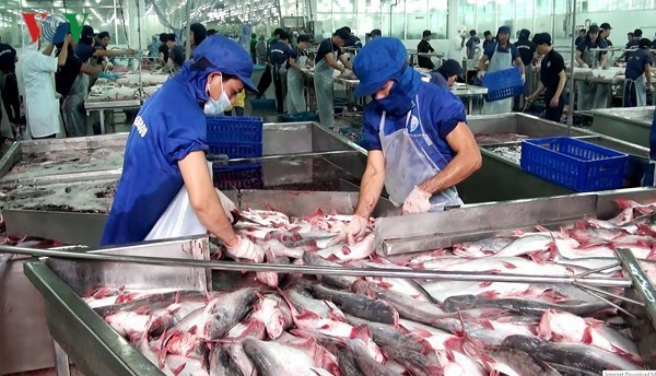 Exportations des poissons tra vers la Chine en baisse de 50% ảnh 1 Exportations des poissons tra vers la Chine en baisse de 50% ảnh 1