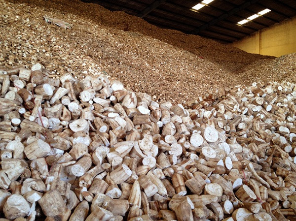 1er trimestre: croissance des exportations vietnamiennes de manioc et de produits dérivés ảnh 1 1er trimestre: croissance des exportations vietnamiennes de manioc et de produits dérivés ảnh 1