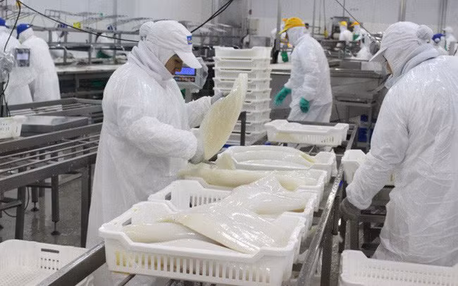 La République de Corée, premier marché à l’export des céphalopodes du Vietnam ảnh 1