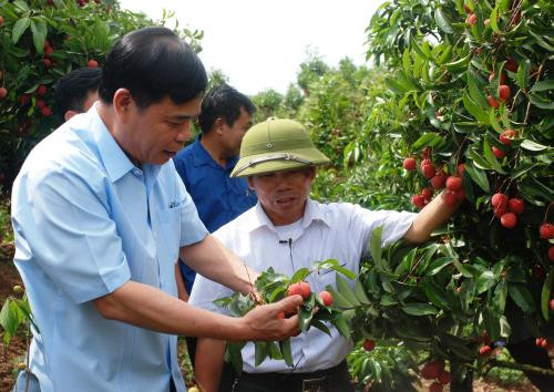 Bac Giang : renforcer les mesures pour la consommation de litchi ảnh 1 Bac Giang : renforcer les mesures pour la consommation de litchi ảnh 1