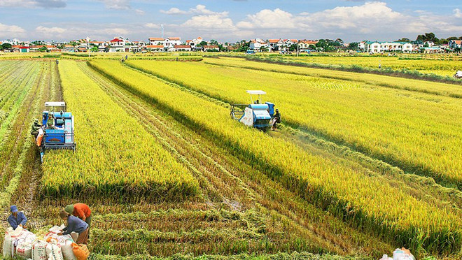 Création d’un groupe de travail sur les partenariats public-privé pour la filière riz ảnh 1 Création d’un groupe de travail sur les partenariats public-privé pour la filière riz ảnh 1