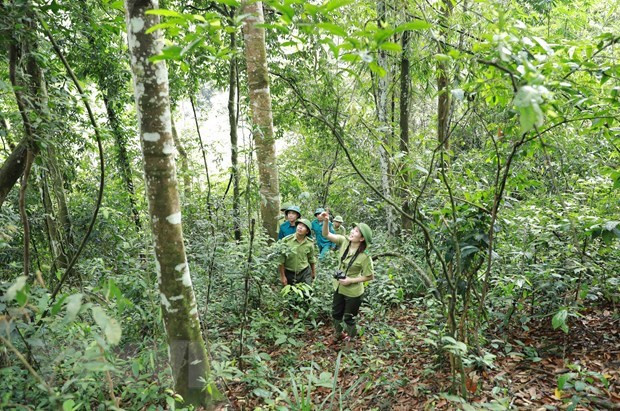 Accélérer le processus d’amélioration des forêts et d’utilisation durable des sols ảnh 2 Accélérer le processus d’amélioration des forêts et d’utilisation durable des sols ảnh 2
